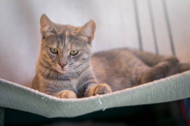 Sevimli genç gri kedi beyaz battaniye var döşeme.