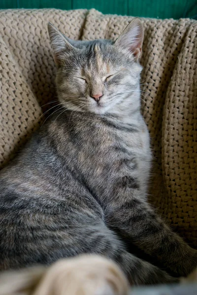 Νέος Γκρι Γάτα Χωροθέτηση Κουβέρτα Κλείστε Μάτια Γάτα Είναι Ηλιόλουστος — Φωτογραφία Αρχείου