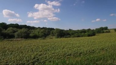 Orman yukarıdan, dron havadan görüntüleri