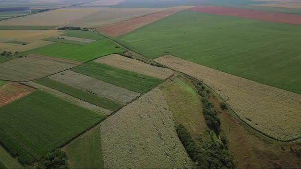 Images Aériennes Drones Champs Agricoles Verts — Video