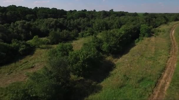Wald Von Oben Drohnen Luftaufnahmen — Stockvideo
