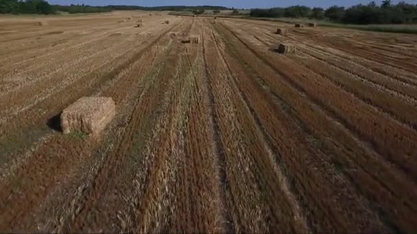 Hay Bales Field Seno Drone Aerial Footage — Stock Video