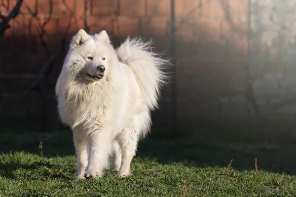 Velké Bílé Samojed Stojící Trávě Při Pohledu Vzdálenost — Stock fotografie