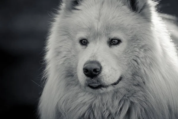 Preto Branco Samoyed Tinha Perto Cão Grande Olhando Para Distância — Fotografia de Stock