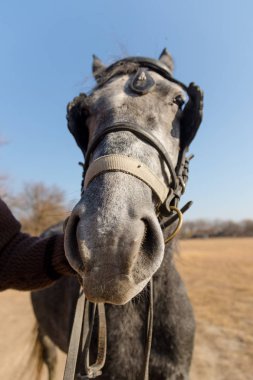Kadın at kafasının bir süvarinin el ile kapatın. Dışarıdaki at üzerinde bir çayır sonbahar.