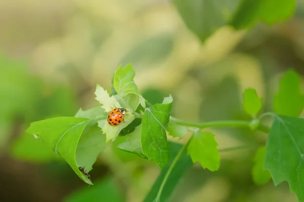 Fotografia Makro Biedronka Zielony Liść Biedronka Liść Bliska Scena Natura — Zdjęcie stockowe