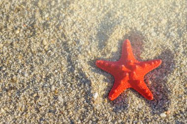 Plajda gönderme üzerinde kırmızı deniz yıldızı.