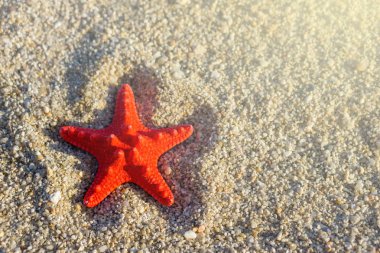 Plajda gönderme üzerinde kırmızı deniz yıldızı.