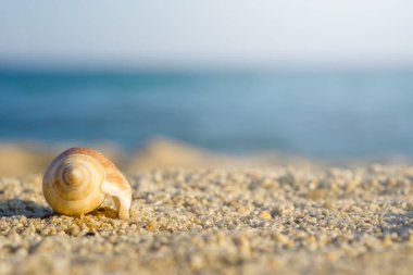 Kabuk kum plaj üzerinde. Arka plan mavi denizi.