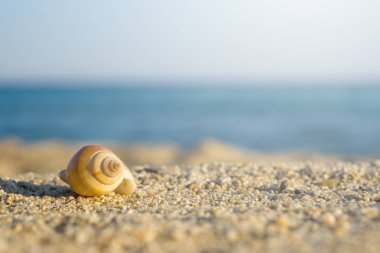 Kabuk kum plaj üzerinde. Arka plan mavi denizi.
