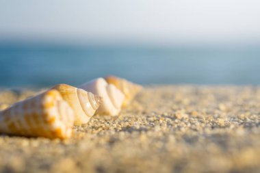Hatta Kum Plajı'nda düzenlenen kabukları. Arka plan mavi denizi.
