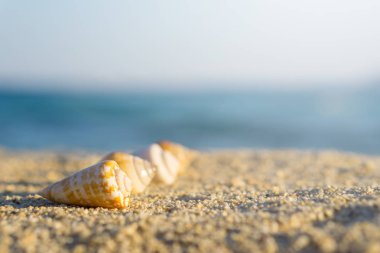 Hatta Kum Plajı'nda düzenlenen kabukları. Arka plan mavi denizi.