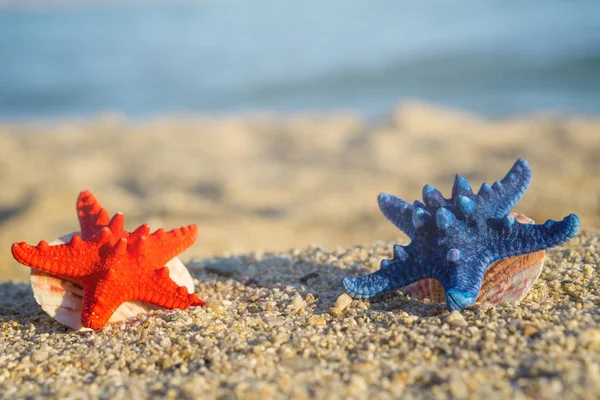 Estrella Mar Azul Roja Con Conchas Sobre Arena Playa Mar — Foto de Stock