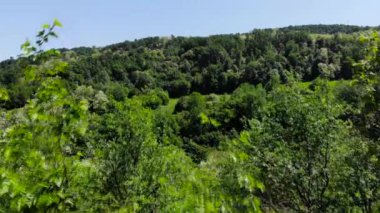 Hava dron Doğu Avrupa tepe orman vurdu. Yemyeşil yeşil ağaçlar ve yaz aylarında mavi gökyüzü. 4 k (Uhd vurdu).