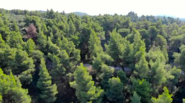 Hava dron orman yolu ile atış. 4 k (Uhd vurdu)