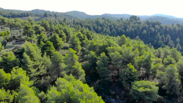 Drone Aéreo Disparado Sobre Floresta Com Estrada Tiro Uhd — Vídeo de Stock