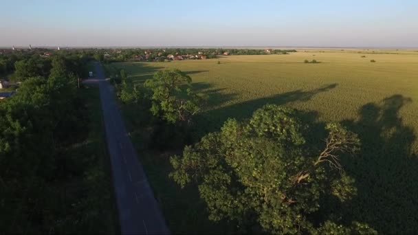 Jasen Iki 300 Yıllık Ağaç Önünde Karayoluyla Köyü Dron Havadan — Stok video