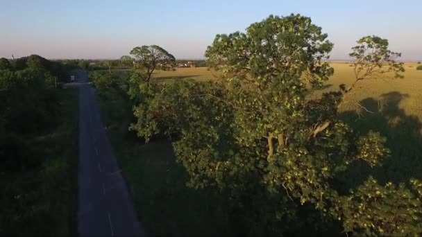 Deux arbres centenaires de Jasen au bord de la route devant od village, images aériennes de drones 