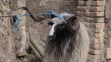 Ağaç arka planda Duvar ile bağlı Ram