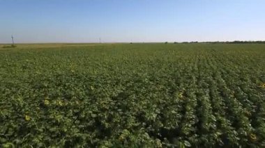 Yukarıdan, dron görüntüleri ayçiçeği alan