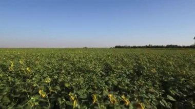 Yukarıdan, dron görüntüleri ayçiçeği alan