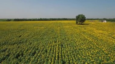 Yukarıdan, dron görüntüleri ayçiçeği alan