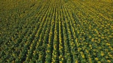 Yukarıdan, dron görüntüleri ayçiçeği alan