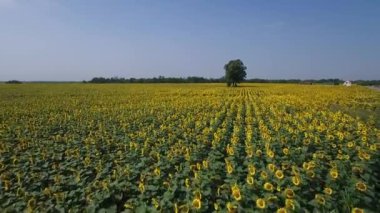 Yukarıdan, dron görüntüleri ayçiçeği alan