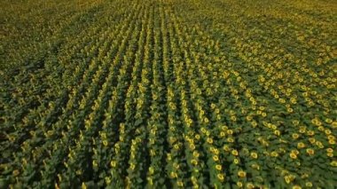 Yukarıdan, dron görüntüleri ayçiçeği alan