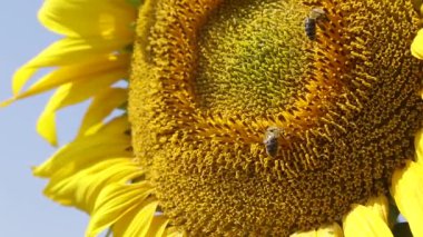 arı polen ayçiçeği üzerinde toplama