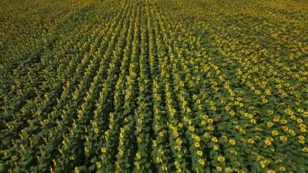 Sunflower Field Drone Footage — Stock Video