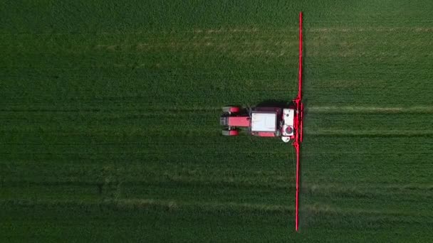 Pole Pszenicy Zdjęcie Lotnicze Drone — Wideo stockowe