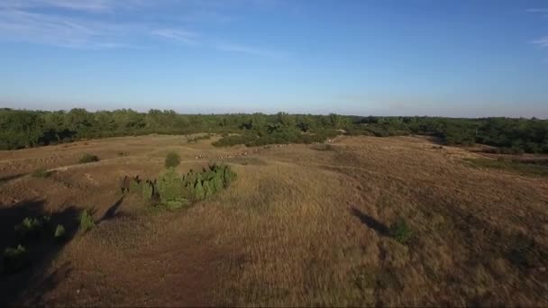 Lidí Kteří Jdou Venkovských Oblastech Hukot Leteckých Záběrů — Stock video