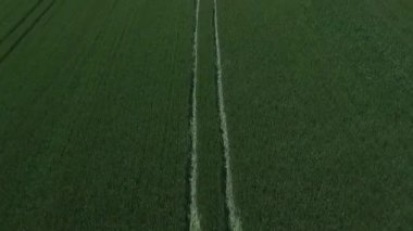 Buğday sıçramasına. Drone havadan görüntü