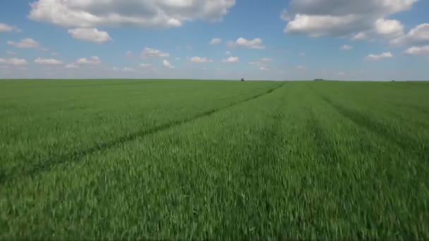 Stříkající Pšenice Letecký Snímek Drony — Stock video