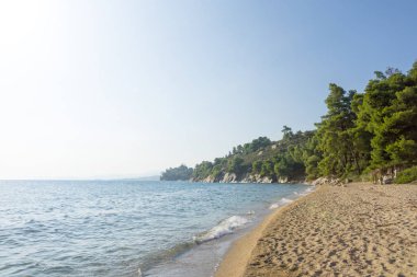 Mavi deniz su ve sandy beach ağaçları ile.