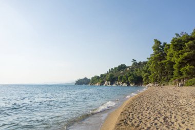Mavi deniz su ve sandy beach ağaçları ile.