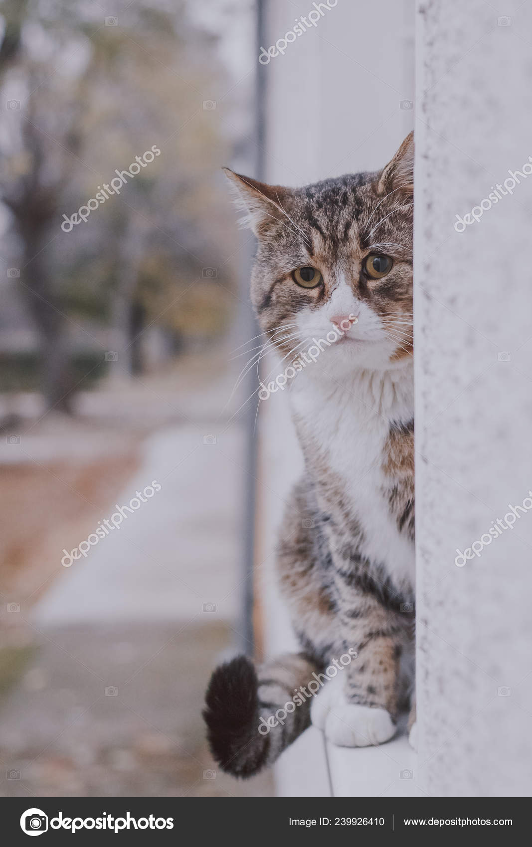 Big Lonely Cat Sits Window Dash Stock Photo Image By C Zorankomparphotography Big Lonely Cat Sits Window Dash Stock Photo Image By C Zorankomparphotography