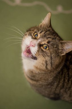 Büyük renkli kedi ile açık yeşil halı evde ağız otur.