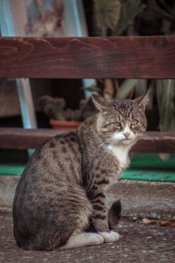 Büyük renkli kedi bahçede oturuyor.