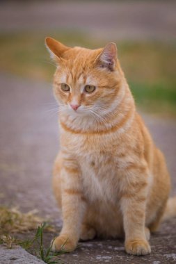 Sarı kedi yeşil çimlere oturup uzağa bakmak.