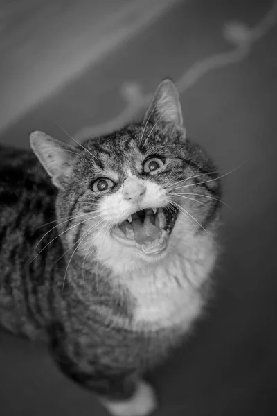 Große Bunte Katze Mit Offenem Maul Sitzt Auf Teppich Haus — Stockfoto