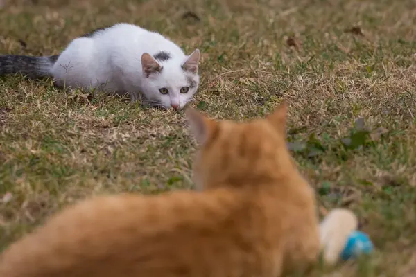 Gatos Brancos Amarelos Brincando Com Bola Azul Grama — Fotografia de Stock