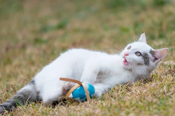 Little White Cat Playing Blue Ball Grass — Stock Photo, Image
