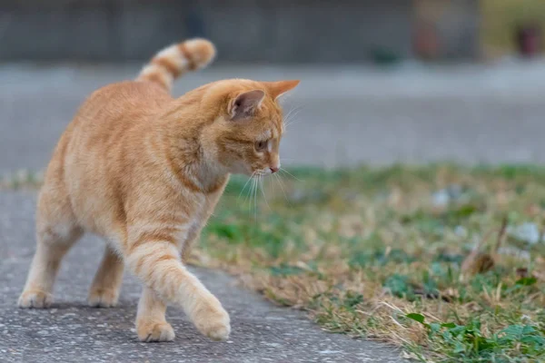 Yellow Cat Walking Throw Yard Next Grass — Stock Photo, Image