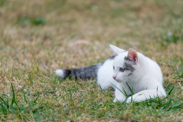 Little White Cat Laying Grass — Stock Photo, Image