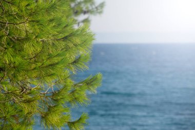 Çam koni ağacı ve arka planda açık mavi gökyüzü ve denizin su taze yeşillik