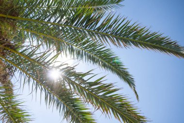 Tropikal palmiye ağaç dalları ve yaprakları kırma parlak güneş yakın çekim.