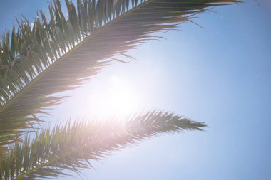 Tropikal palmiye ağaç dalları ve yaprakları kırma parlak güneş yakın çekim.