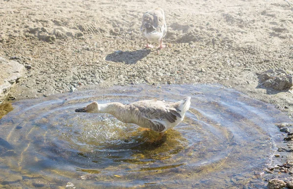 两只白色的棕色鹅走在湖边 — 图库照片